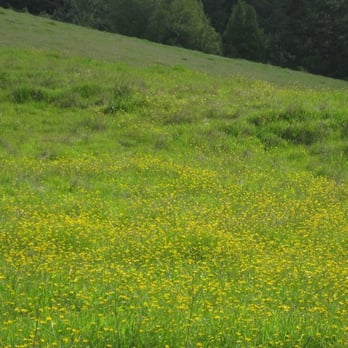 Samuel P Taylor State Park - buttercup fields - Parks Near Me - Lagunitas, California Samuel P Taylor State Park - buttercup fields - Parks Near Me - Lagunitas, California