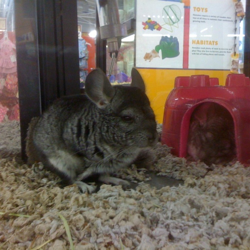 Petco - Chin! - Pet Stores Near Me - Pasadena, California