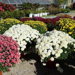 Sue's Flower & Garden Center