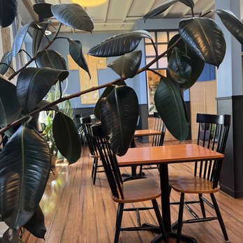 Blue Willow Teaspot - Inside - Tea Rooms Near Me - Berkeley, California