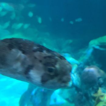 Interactive Aquarium Cancún - Aquariums Near Me - Cancún, ROO