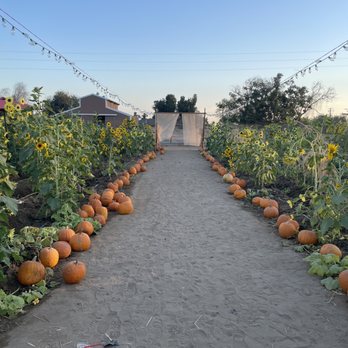 Sunshine’s Farm - Fruits & Veggies Near Me - Fresno, California Sunshine’s Farm - Fruits & Veggies Near Me - Fresno, California