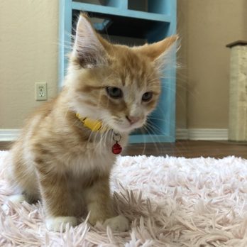 The Casual Cat Cafe - Smol - Pet Stores Near Me - Richland Hills, Texas