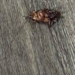 Sun Outdoors Sarasota - Very large roach I killed in the kitchen