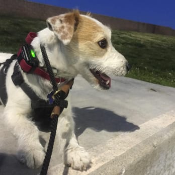 Empire K9 Dog Training - Buddy at the park with Yasin! - Pet Training Near Me