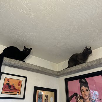 San Diego Cat bnb - Pet Boarding Near Me - San Diego, California San Diego Cat bnb - Pet Boarding Near Me - San Diego, California