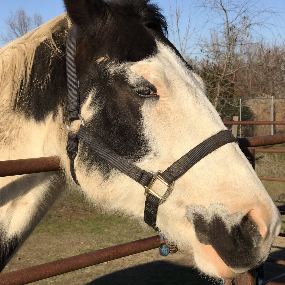 Horsin' Around - Horseback Riding Near Me - Cottonwood, California Horsin' Around - Horseback Riding Near Me - Cottonwood, California