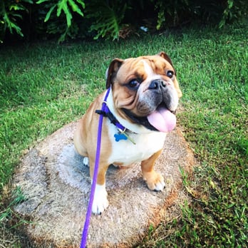 Orlando Dog Wizard - Jackson came to us to get better overall manners. - Pet Training Near Me Orlando Dog Wizard - Jackson came to us to get better overall manners. - Pet Training Near Me