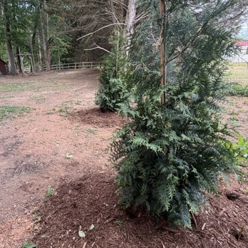 Rock Creek Supply - Green giant trees for privacy - Nurseries & Gardening Near Me - Burlington, North Carolina
