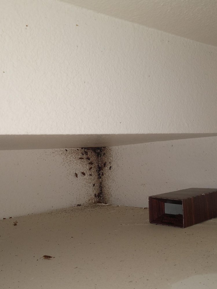 CASA DE LA PALOMA Updated September 2024 13 Photos 1301 Haven Dr