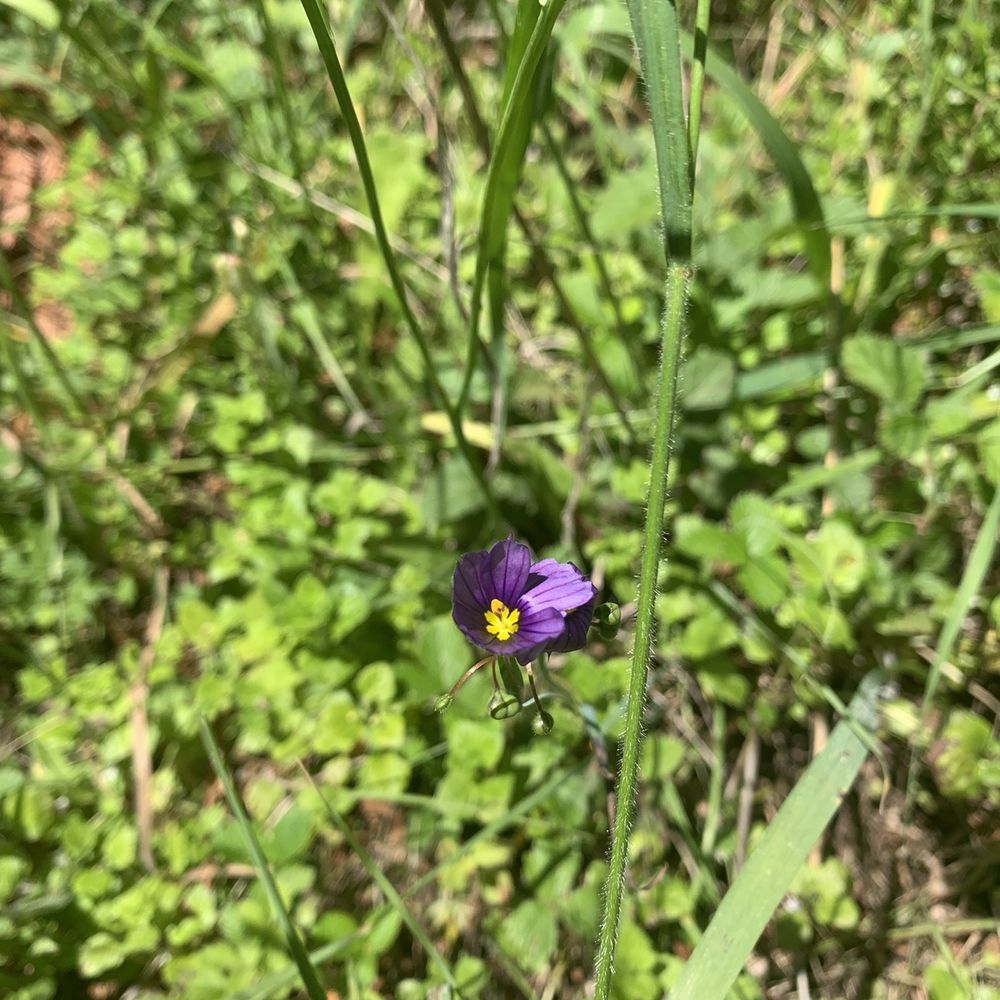 Mount Madonna County Park - Blue eyed grass @ Mt Madonna 6/13/21 - Parks Near Me - Watsonville, California Mount Madonna County Park - Blue eyed grass @ Mt Madonna 6/13/21 - Parks Near Me - Watsonville, California