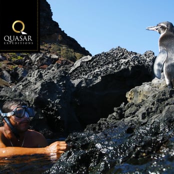 Quasar Expeditions - Snorkeling with Penguins! - Tours Near Me - Plantation, Florida Quasar Expeditions - Snorkeling with Penguins! - Tours Near Me - Plantation, Florida