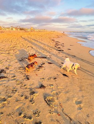 Huntington State Beach by null
