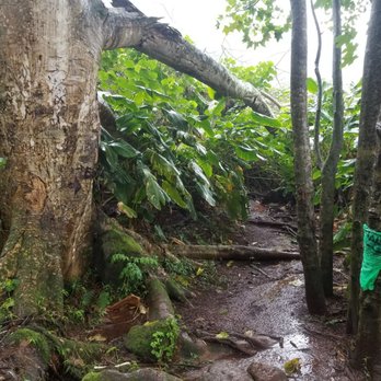 Likeke Falls - PATH TO THE FALL!!!!! MARKED WITH MY GREEN PONCHO - Hiking Near Me - Honolulu, Hawaii