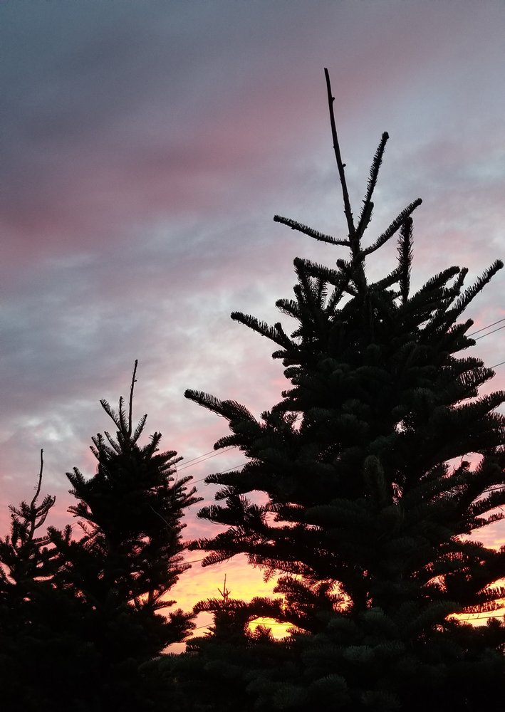 MCSHANE’S CHRISTMAS TREE LOT Updated April 2024 11 Photos 115 Monterey Salinas Hwy