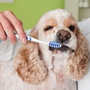 Photo of Dog Depot Grooming Salon