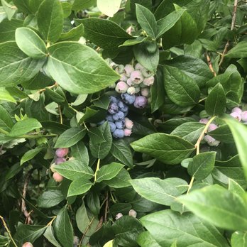 Pattys Berries and Bunches - Fruits & Veggies Near Me - Mattituck, New York Pattys Berries and Bunches - Fruits & Veggies Near Me - Mattituck, New York
