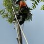 Photo of B Weekes Tree Care
