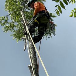 B Weekes Tree Care