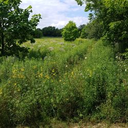 Altherr Nature Park - Meadow with wildflowers on the north end of the park