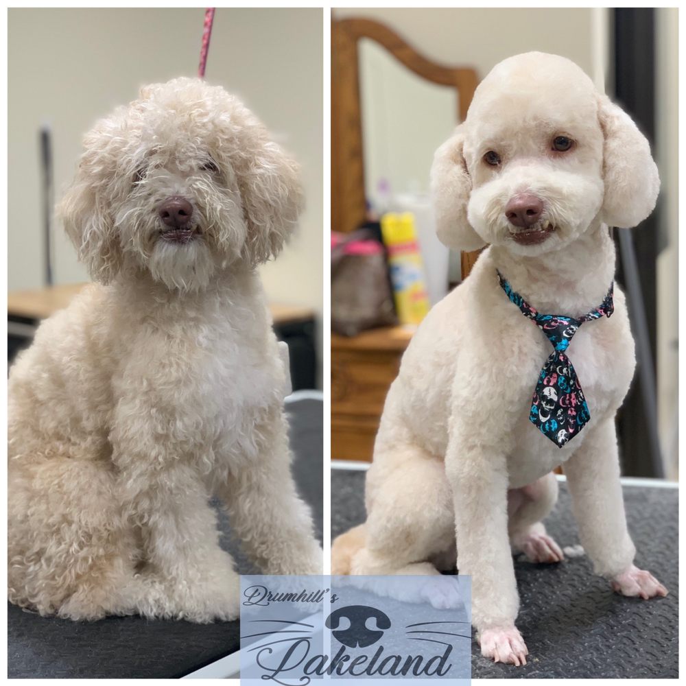 DRUMHILL’S LAKELAND PET GROOMING & DAY CARE 100 Photos & 12 Reviews