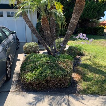 George’s Landscaping & Maintenance - More shaping, trimming, and general cleanup. So satisfying! - Landscaping Near Me George’s Landscaping & Maintenance - More shaping, trimming, and general cleanup. So satisfying! - Landscaping Near Me
