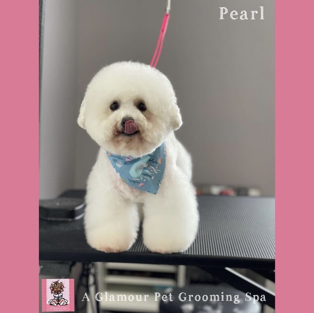 A GLAMOUR PET GROOMING SPA Updated August 2024 11 Photos & 12 Reviews 133 Elmora Ave