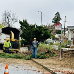 Misael’s Tree Service - Removing juniper