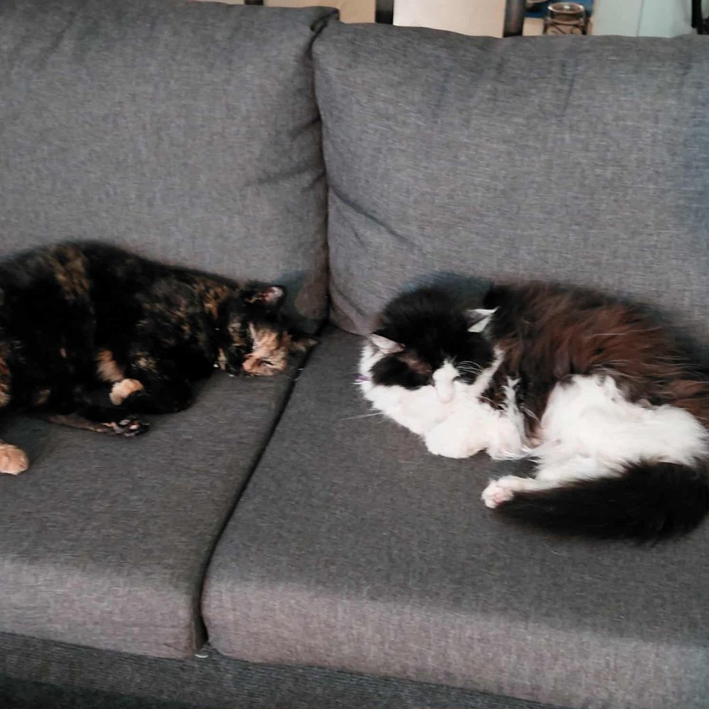 Pope Memorial SPCA - Two sisters having peace time - Animal Shelters Near Me - Concord, New Hampshire Pope Memorial SPCA - Two sisters having peace time - Animal Shelters Near Me - Concord, New Hampshire