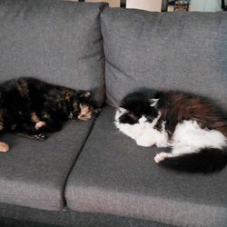 Pope Memorial SPCA - Two sisters having peace time