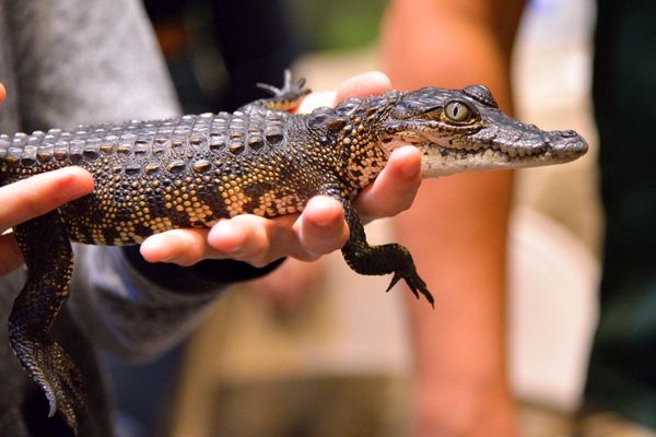 Fragile Planet Wildlife Park, 34748 FM 2480, Los Fresnos, TX