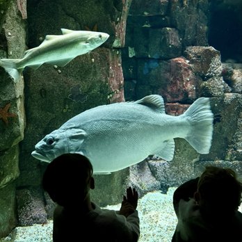Oceanário de Lisboa - Aquariums Near Me - Lisbon, 11 Oceanário de Lisboa - Aquariums Near Me - Lisbon, 11