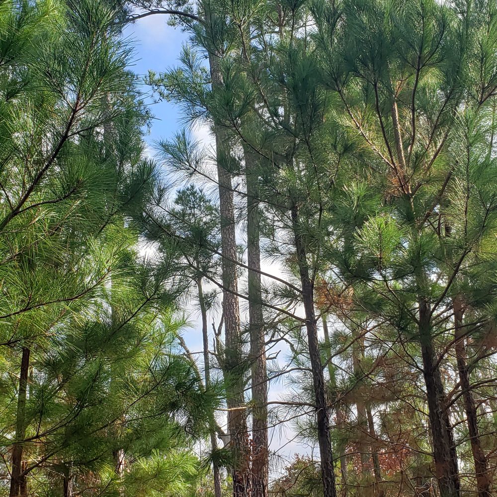 Bastrop State Park - Portion of the trail with woods still - Parks Near Me - Bastrop, Texas