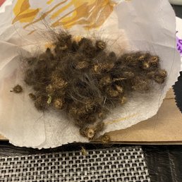 These are the sticker weeds I took out of one of my puppies. These are the sticker weeds I took out of one of my puppies.