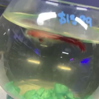 Tat Tropical Illusion - Local Fish Stores Near Me - Thousand Oaks, California