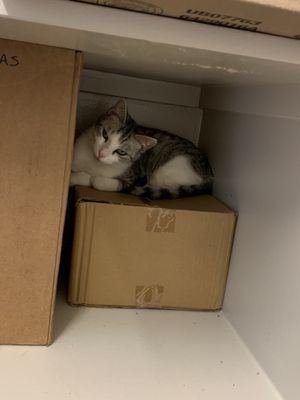 Cat Tales Cat Cafe by null