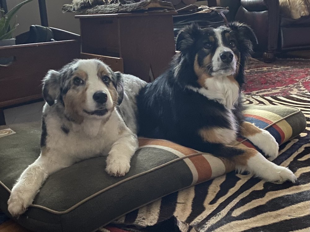 HAPPY HOUNDS GROOMING Updated September 2024 157 E Reynolds Rd