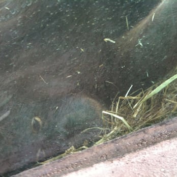 Virginia Zoo - Napping. - Zoos Near Me - Norfolk, Virginia Virginia Zoo - Napping. - Zoos Near Me - Norfolk, Virginia