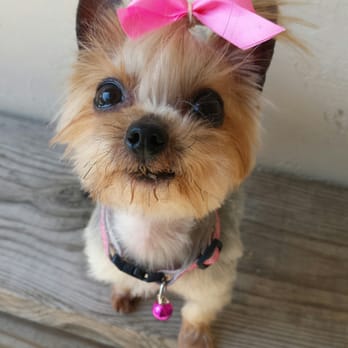 Petco - Second time taking my lilo bundle there for grooming. This haircut is too cute. Thanks Gloria! - Pet Stores Near Me - Stockton, California Petco - Second time taking my lilo bundle there for grooming. This haircut is too cute. Thanks Gloria! - Pet Stores Near Me - Stockton, California