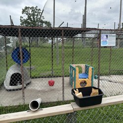 Paul Bunyan Animal Land - Artic fox, known for its digging ability, kept within a small concrete cage with no access to grass