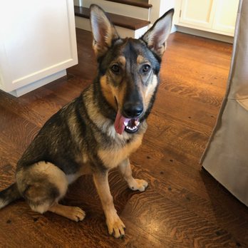 One Day Dog Training - Our beautiful GSD, Molly. - Pet Training Near Me One Day Dog Training - Our beautiful GSD, Molly. - Pet Training Near Me