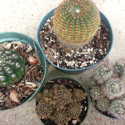Palm Desert Nurseries