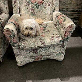 Paddy's Markets - Cute doggy just sitting there - Farmers Market Near Me - Sydney, NSW