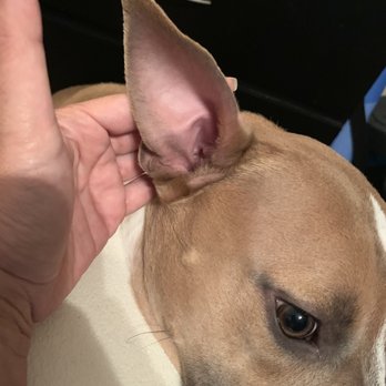 Colonial Gateway Veterinary Center - Non surgical ear - Pet Sitting Near Me - Boynton Beach, Florida Colonial Gateway Veterinary Center - Non surgical ear - Pet Sitting Near Me - Boynton Beach, Florida