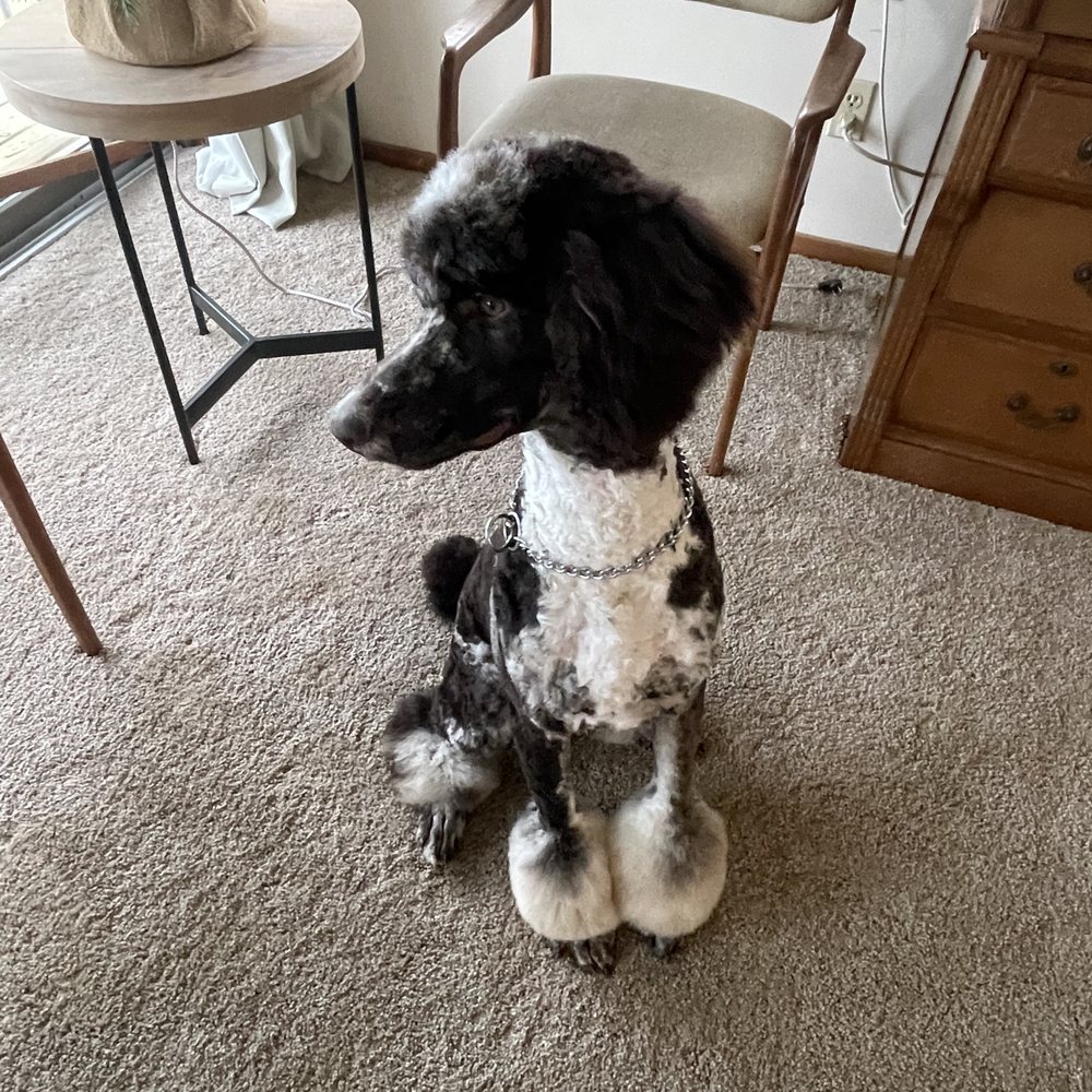 Deb's Perky Puppy - Pet Sitting Near Me - Fort Pierce, Florida