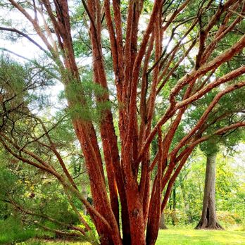 Rowe Stanley M Rowe Arboretum - A dwarf red Japanese pine - Parks Near Me - Cincinnati, Ohio