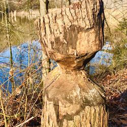 Washington Baltimore and Annapolis Trail - Beaver made light work of this wood. Mother Nature's wood sculpture.