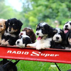 Hess Family Beautiful Puppies
