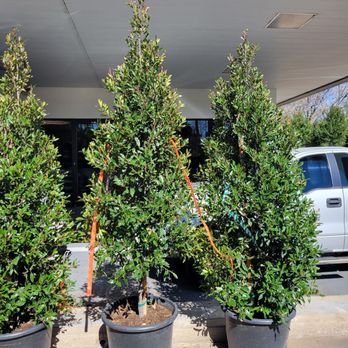 Moon Valley Nurseries - Carolina cherry tree - Nurseries & Gardening Near Me - Houston, Texas