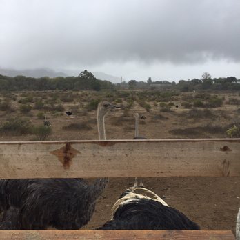 Ostrichland USA - Attraction Farms Near Me - Solvang, California